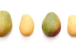 1016-mango-mania.jpg