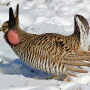 Greater_Prarie_Chicken