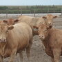 BT_Charloais_Feeder_Steers