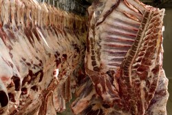 Beef carcasses