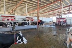 California dairy