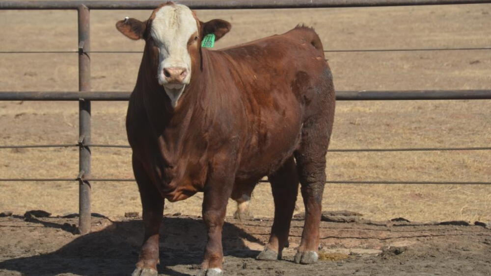 Despite increased beef production in 2018, up nearly 4% so far this year, beef demand has been quite strong and has limited beef and cattle price pressure in the first half of the year.