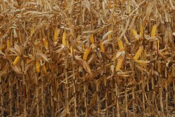 Corn Harvest