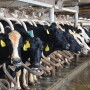 Learn from observations related to the most recent financial summaries written by Penn State Extension's dairy business management team.