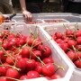 Fedefruta cherry