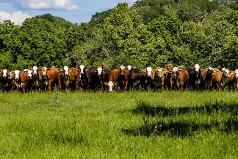 Seven D Ranch, Texas