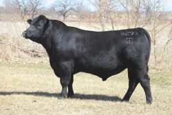 Gardiner_Angus_Ranch_Bull