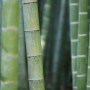 Moso timber is the premier bamboo variety for high value wood products.