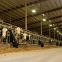 Holstein cows