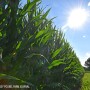 Corn field - Lindsey Pound