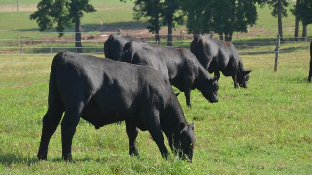 Young Angus bulls grazing Bermuda.

