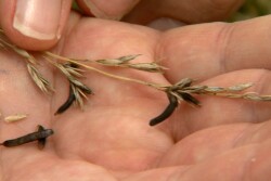 Ergot bodies look like mouse droppings. The toxic fungus infects grasses and cereal crops and can cause illness and death in livestock. 