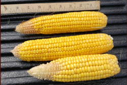 Crop Tour methods take not just the good ears, but the bad ones, too, for a more accurate representation.