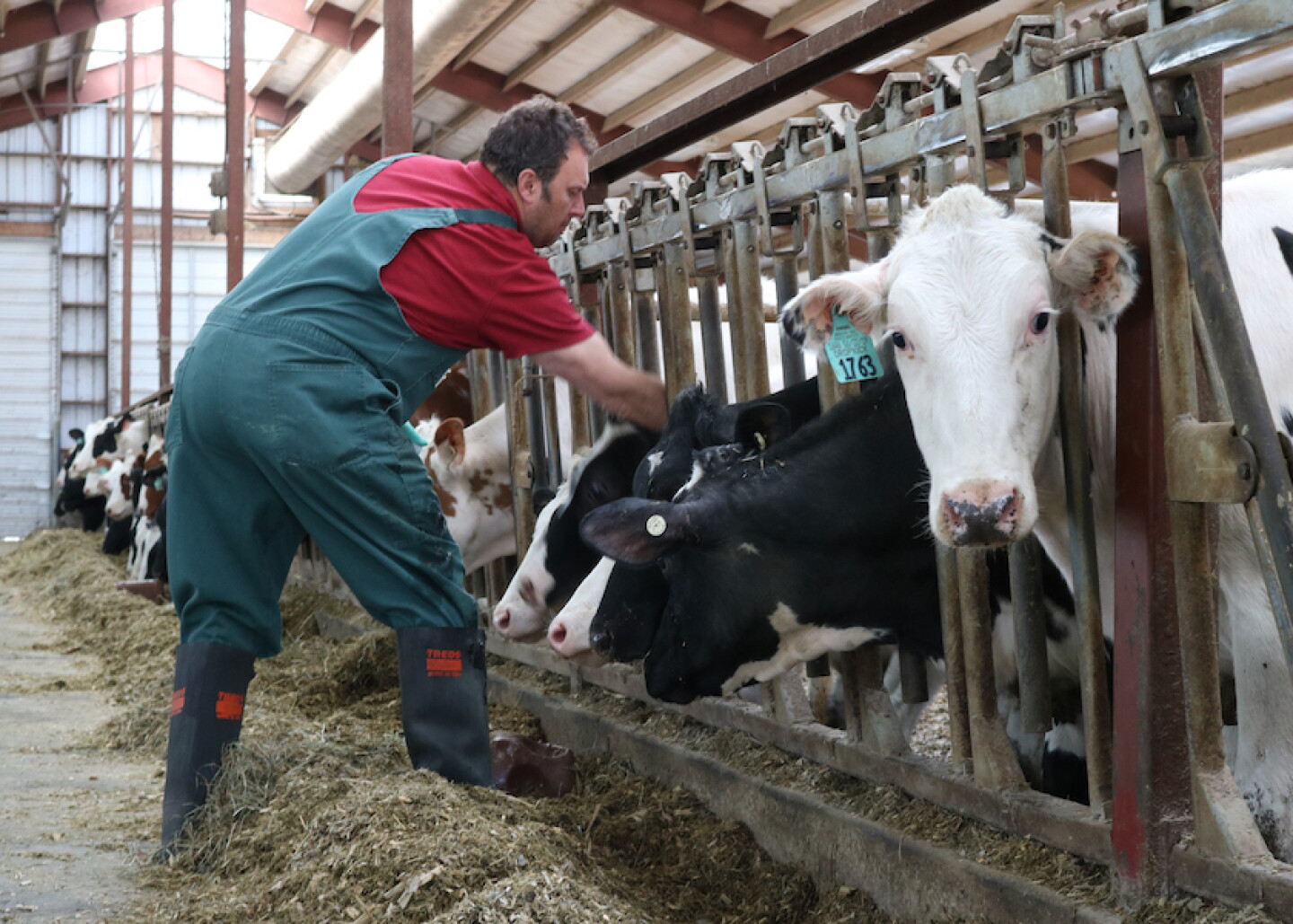 Holstein Heifers with Veterinarian