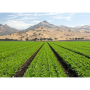 LGMA field.png