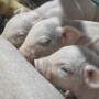Pigs Nursing
