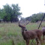 White-tail_Deer