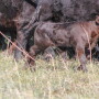 Calf with cows