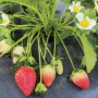 The Florida brilliance variety is in its first commercial season, with 1,000 acres planted in central Florida, says Vance Whitaker of the University of Florida.

