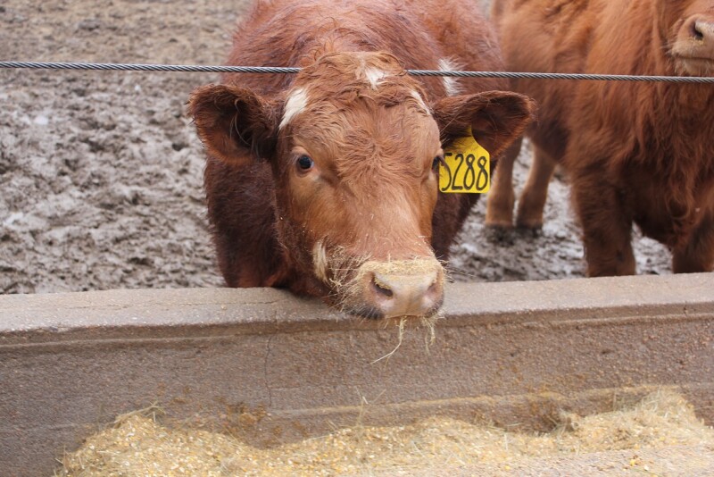 Muddy feedlot conditions common in 2019 lead to poor animal performance, some health issues, and increased odors as temperatures warm.