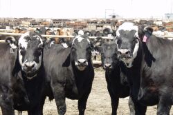 Feedlot prices were higher last week.