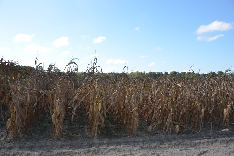 While this corn is further along in its lifecycle, lodging is troubling at any stage.