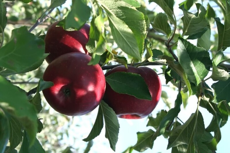 Apples in a tree