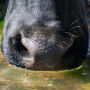 Closeup of cow drinking water