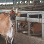 While there is still a drastic difference in opinions when it comes to animal activists and farmers, both can acknowledge that animal welfare within the dairy industry has made some improvements over the years.