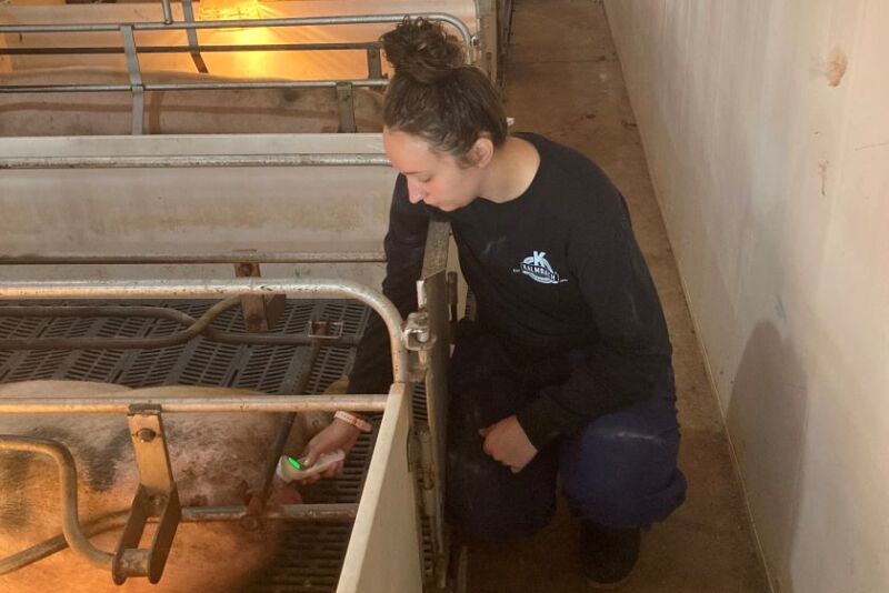 Kaci Way taking a sow's temperature