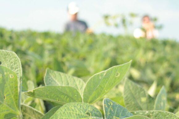 2013-crop-tour-soybean-scouts.jpg