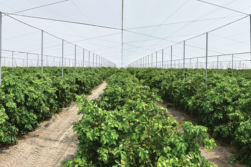 Dundee Citrus Growers Association CUPS