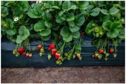 Cal-Giant-Strawberries.png