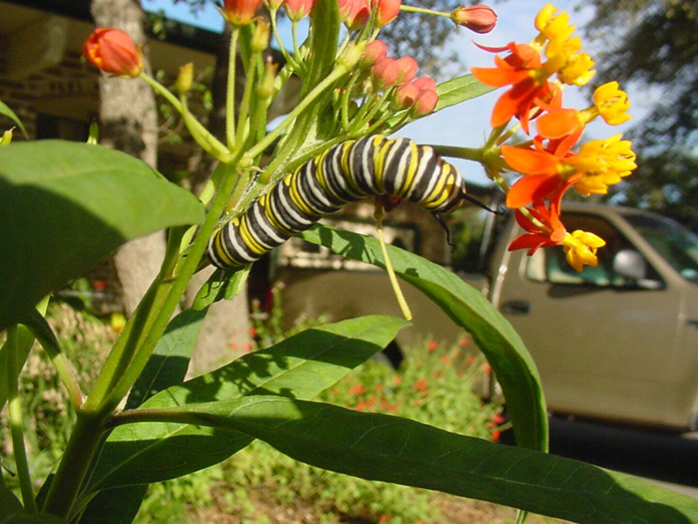 Milkweed-MonarchLarva1.jpg