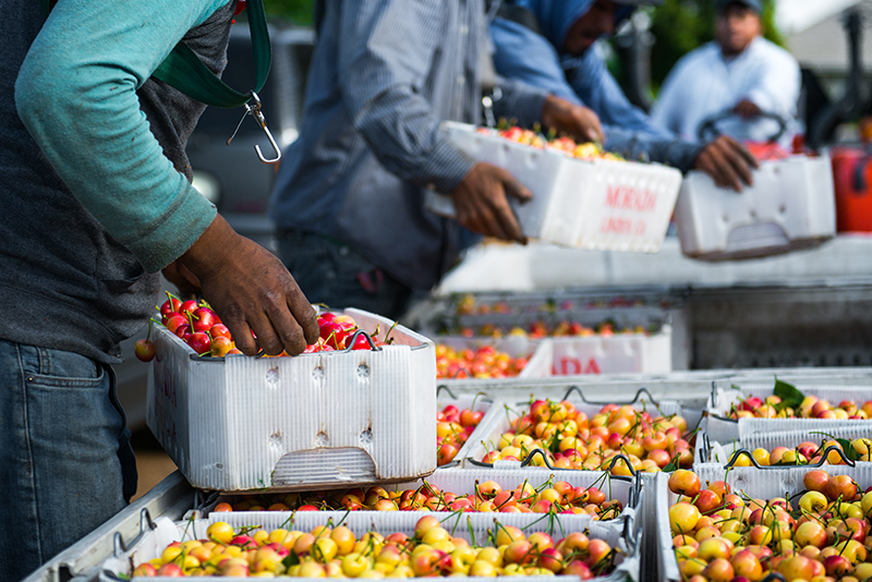 (CLARIFICATION) Agriculture losses caused by the COVID-19 pandemic in California, including to the cherry crop, have already surpassed $2 billion, according to a new study.