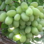 Sugar Crisp grape variety. International Fruit Genetics LLC had worked with an Italian court to halt a farm's unauthorized growing of the company's protected table grape varietal Sugar Crisp. The harvested fruit is being donated to a nonprofit organization.