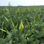 This was a familiar scene in Midwest soybean fields this season. Volunteer corn contribute to yield loss and can also shelter corn rootworm eggs. Agronomists recommend planning ahead to control or monitor the pest for the 2023 season.
