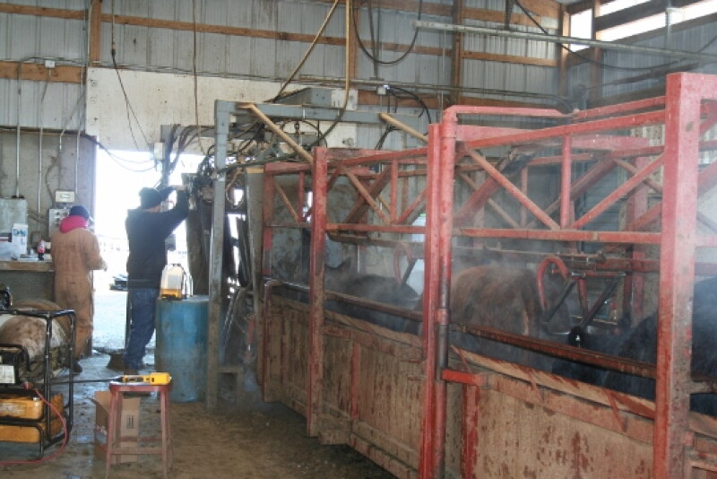 Using chute scores to evaluate cattle temperament, after an acclimation period and calm handling, could aid in heifer selection. 