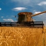 Winter Wheat Production Up 1 Percent from June Durum Wheat Production Down 25 Percent from 2018 Other Spring Wheat Production Down 8 Percent from 2018 Orange Production Up 1 Percent from June
