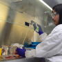 Researchers continue to study African Swine Fever to gain a better understanding of how it spreads. 