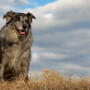 Farm dog
