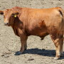 Feedlot Steer PC: Troy Walz