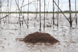 ANT-BALL
