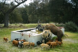 Wild pigs take their toll on the Texas water supply, shutting down watersheds due to E.coli contamination.