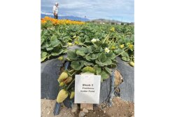 Bobalu Berries plants fronteras variety strawberries in Oxnard because they come on early when days are short in winter, says Cindy Jewell, who handles the company’s marketing.