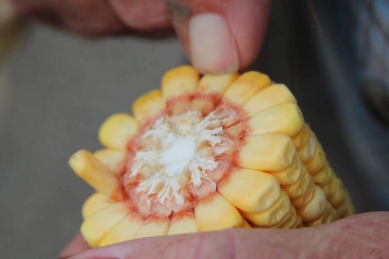 illinois-corn-and-soybeans-near-atlanta-and-stanford_14989164555_o