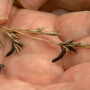 Ergot bodies look like mouse droppings. The toxic fungus infects grasses and cereal crops and can cause illness and death in livestock. 