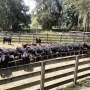weaning_backgrounding_calves_Florida