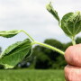 On both sides of the dicamba issue, Arkansas growers are forced to walk a high-wire in a farming atmosphere fraught with fears, threats and entrenched opinions.