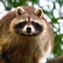 Raccoon by Canva.com